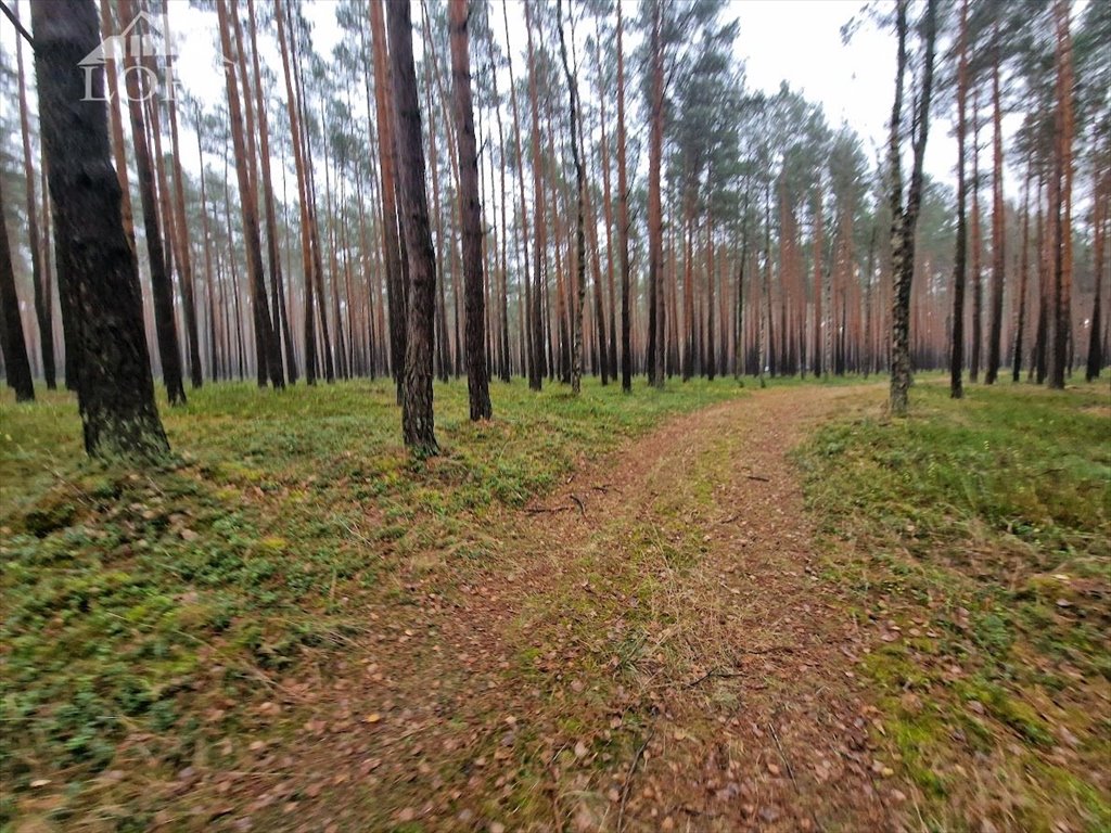 Działka leśna na sprzedaż Potępa  67 800m2 Foto 2