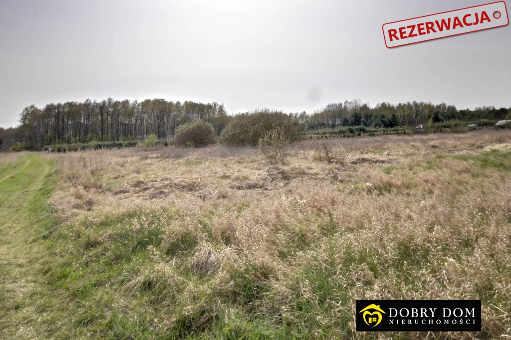 Działka rolna na sprzedaż Hołody  5 700m2 Foto 4
