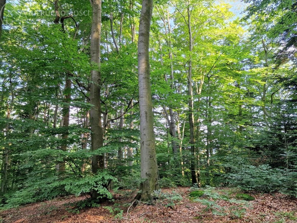 Działka leśna na sprzedaż Jodłówka Tuchowska  21 600m2 Foto 8