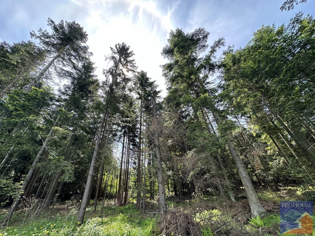 Działka leśna na sprzedaż Podłopień  5 200m2 Foto 10