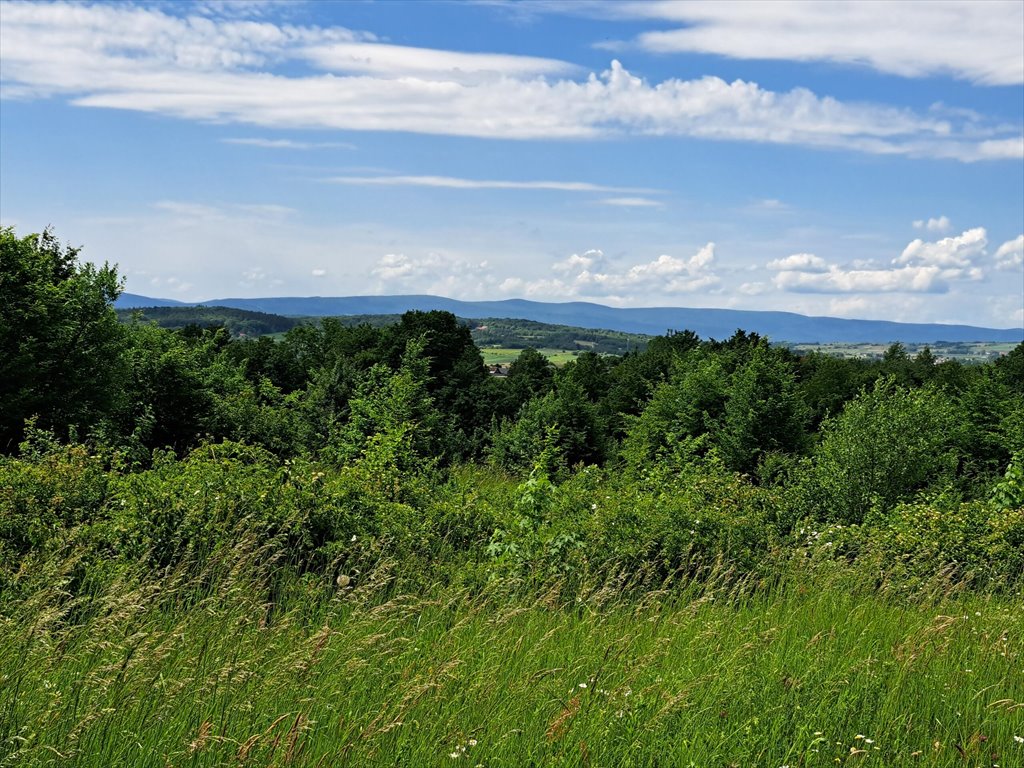 Działka leśna na sprzedaż Podniebyle  6 089m2 Foto 6