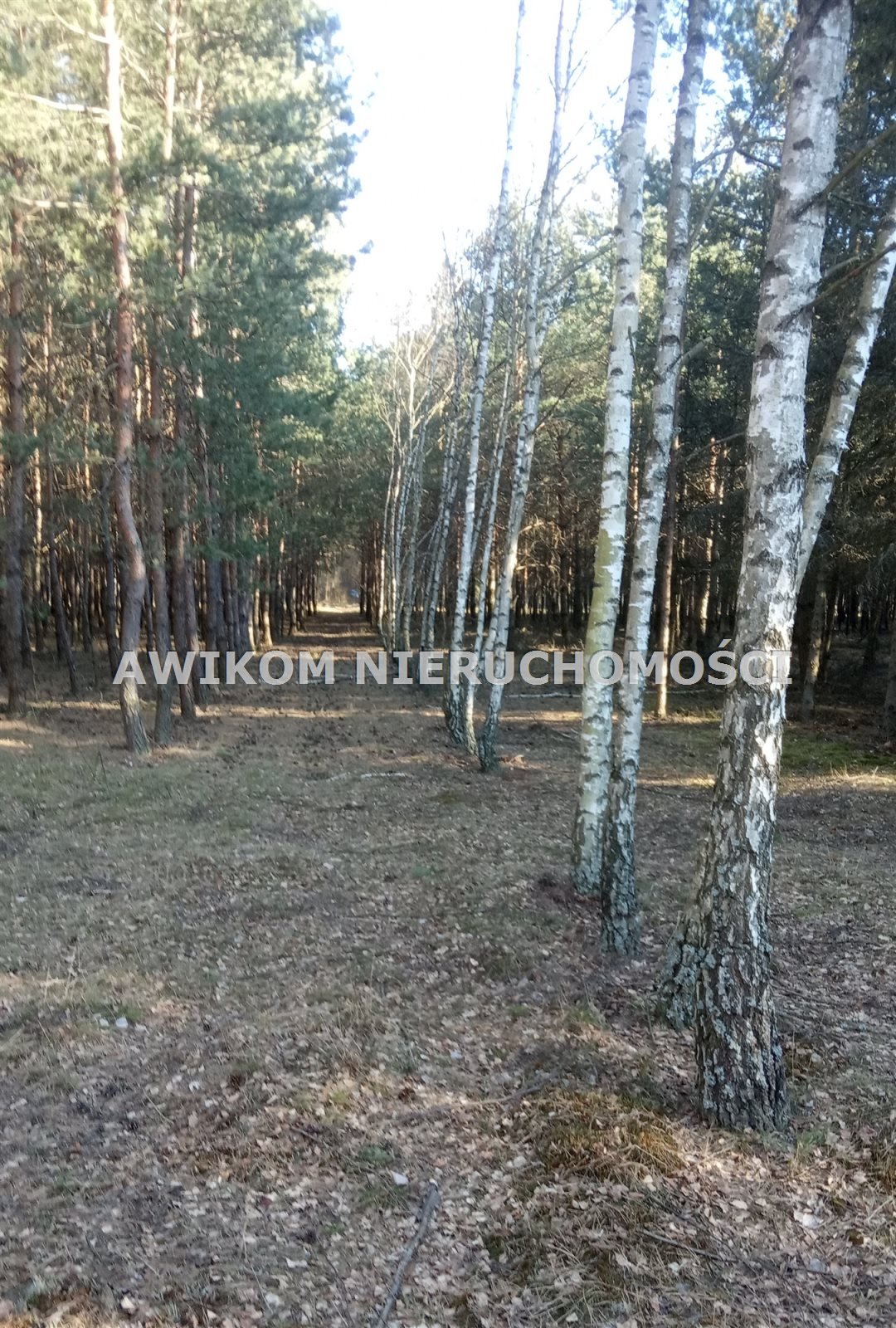 Działka leśna na sprzedaż Skierniewice, Borowiny  9 813m2 Foto 5
