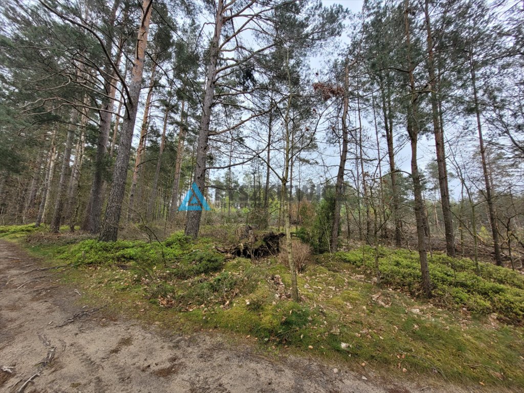 Działka leśna na sprzedaż Borek Kamienny  6 272m2 Foto 6