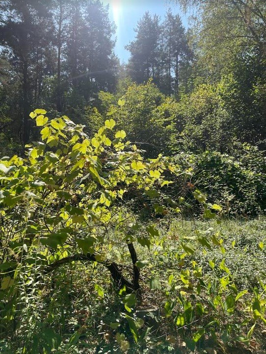 Dom na sprzedaż Łosie  30m2 Foto 4