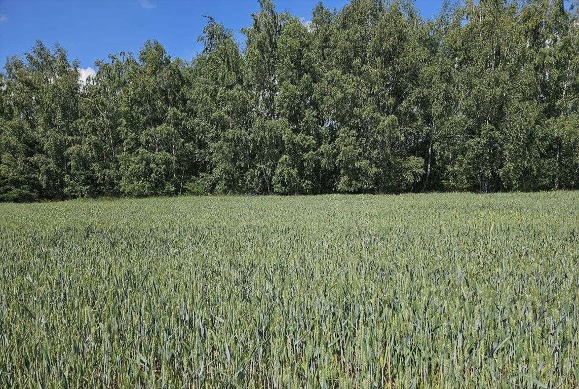 Działka budowlana na sprzedaż Władysławów  8 967m2 Foto 7