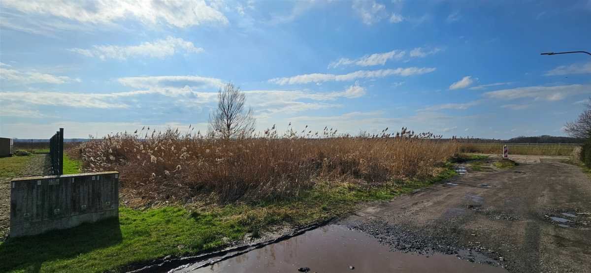 Działka budowlana na sprzedaż Pęgów, Pęgów, Jarzębinowa  1 042m2 Foto 3