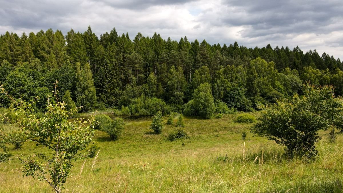 Działka budowlana na sprzedaż Gromadzin  3 143m2 Foto 6