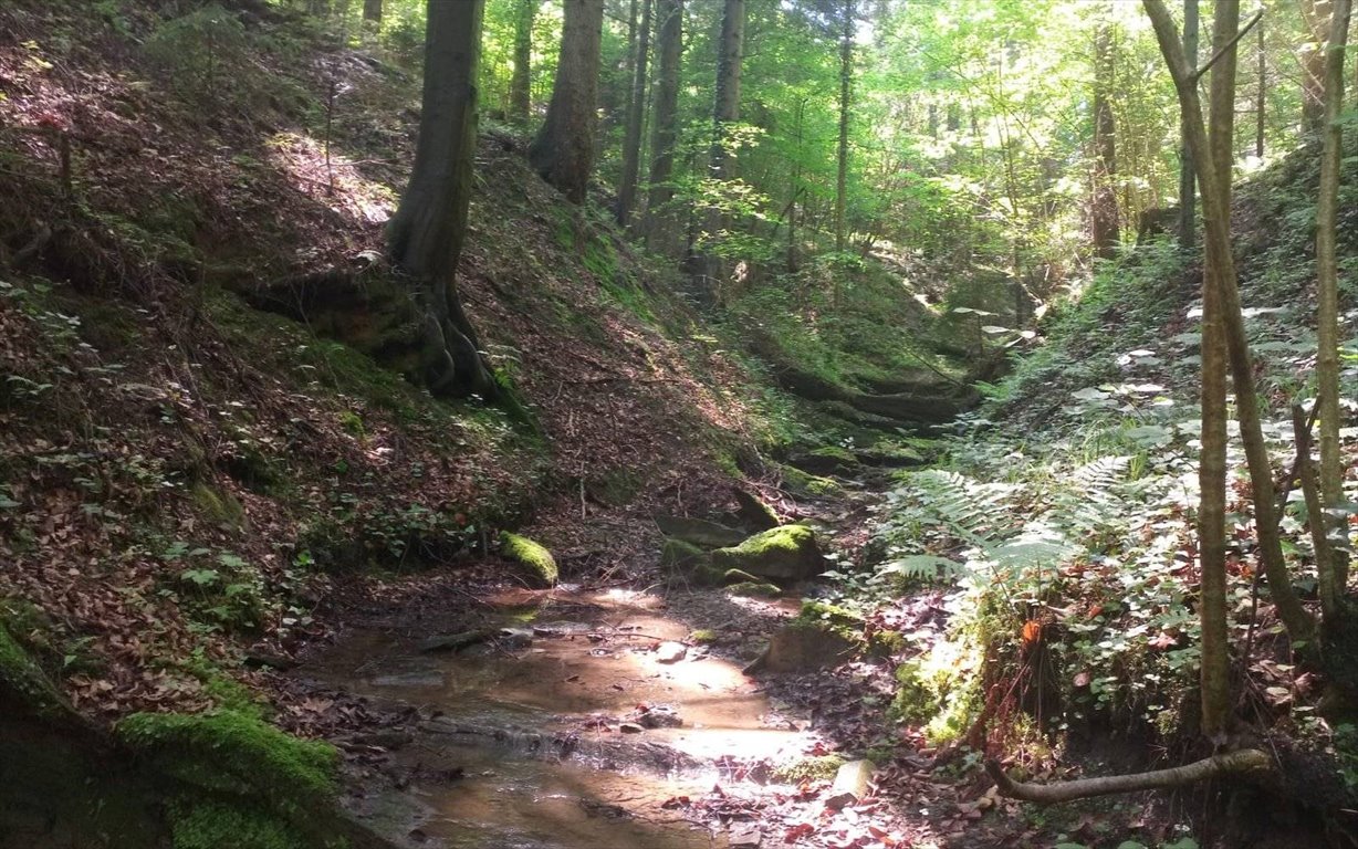 Działka budowlana na sprzedaż Rzepiennik Strzyżewski, RZEPIENNIK STRZYŻEWSKI  18 300m2 Foto 4