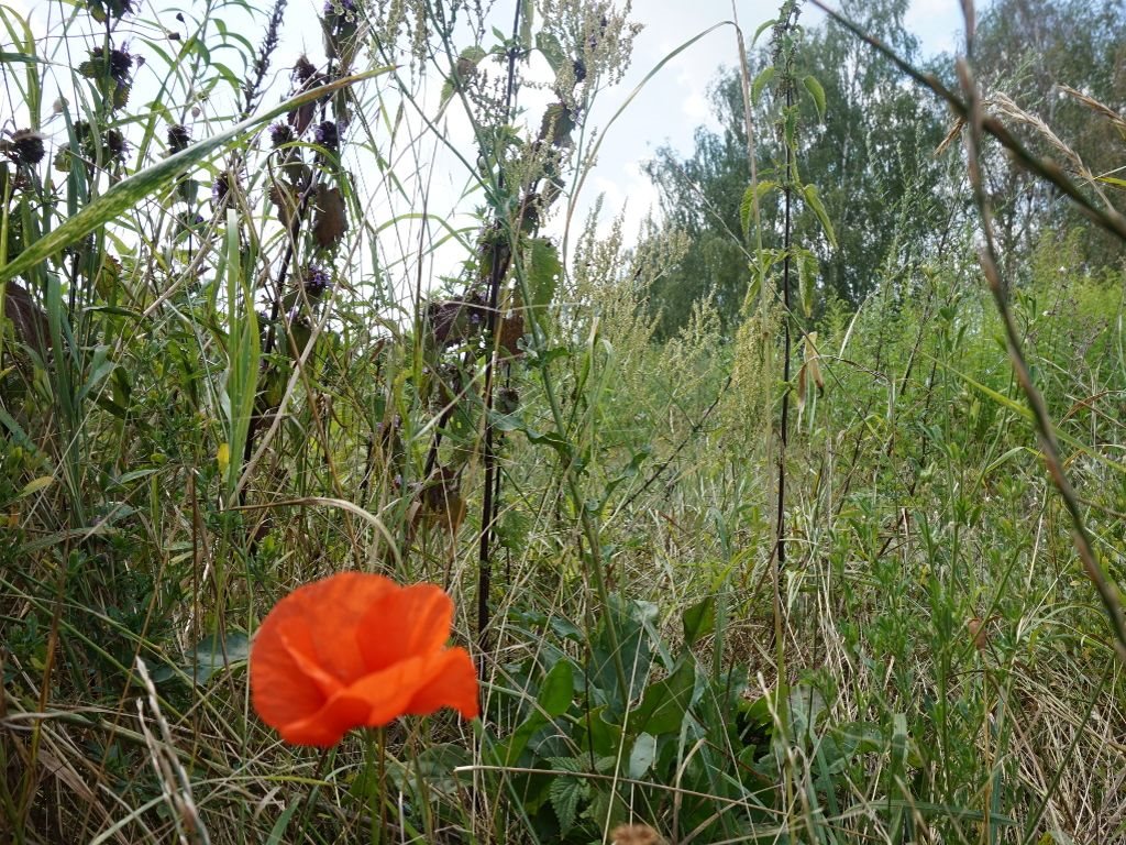 Działka budowlana na sprzedaż Kobylnica, Dolinowa 1 256m2 Foto 1 Działka budowlana na sprzedaż Kobylnica, Dolinowa 1 256m2 Foto 1
