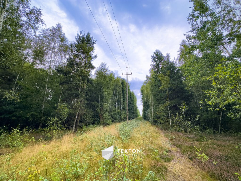 Działka budowlana na sprzedaż Janinów, Szkocka  31 100m2 Foto 7