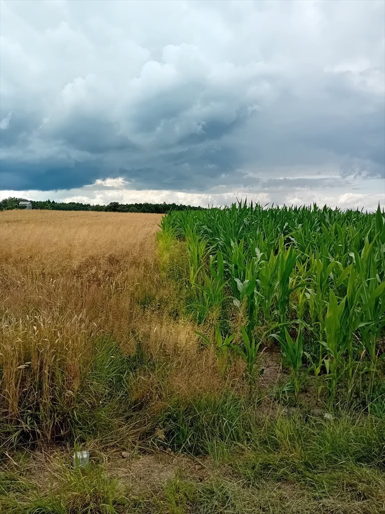 Działka budowlana na sprzedaż Łany Wielkie  4 180m2 Foto 4