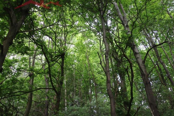 Działka siedliskowa na sprzedaż Malinówka  42 500m2 Foto 9