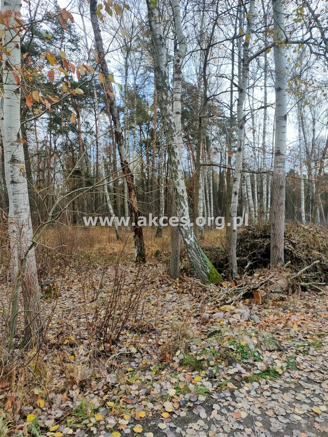 Działka budowlana na sprzedaż Kamionka, Spacerowa  1 000m2 Foto 6