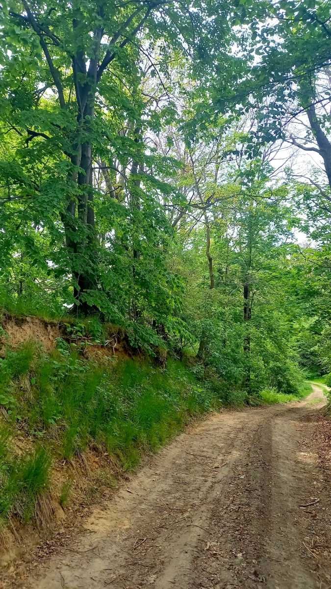 Działka gospodarstwo rolne na sprzedaż Stare Bogaczowice, Chwaliszów  26 500m2 Foto 2