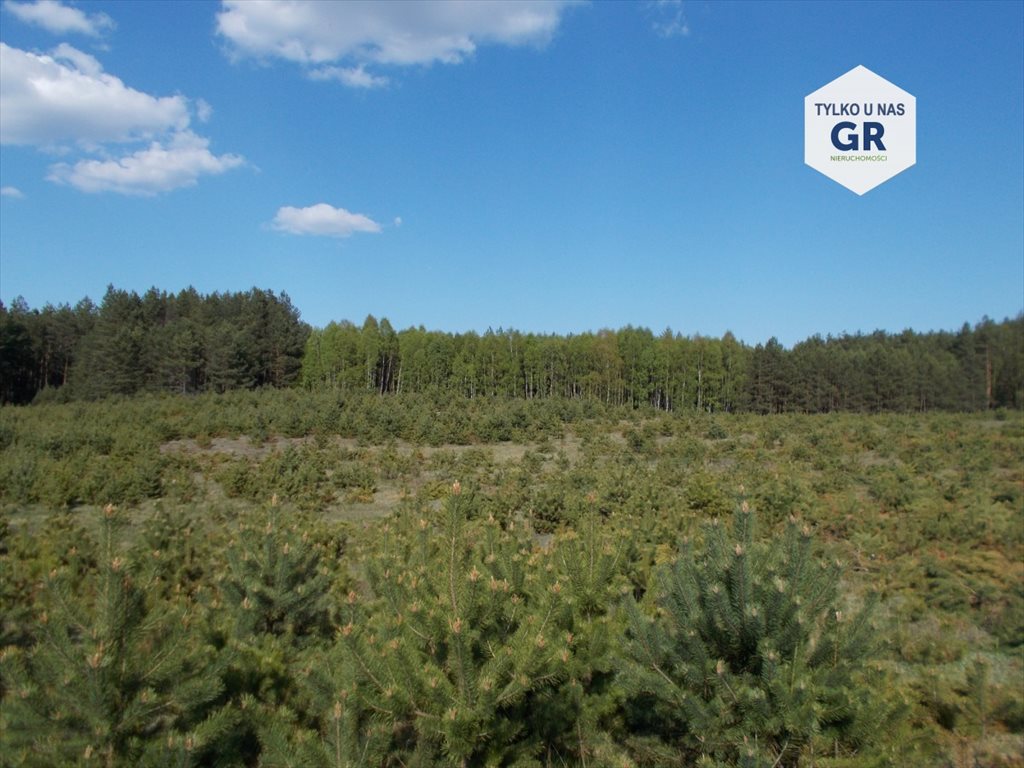 Działka leśna na sprzedaż Sikorzyno, Stara Sikorska Huta 28 000m2 Foto 1 Działka leśna na sprzedaż Sikorzyno, Stara Sikorska Huta 28 000m2 Foto 1