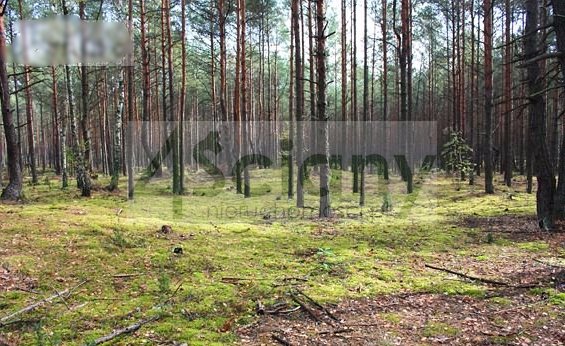 Działka leśna na sprzedaż Warszawa, Wawer, Radość  1 837m2 Foto 1