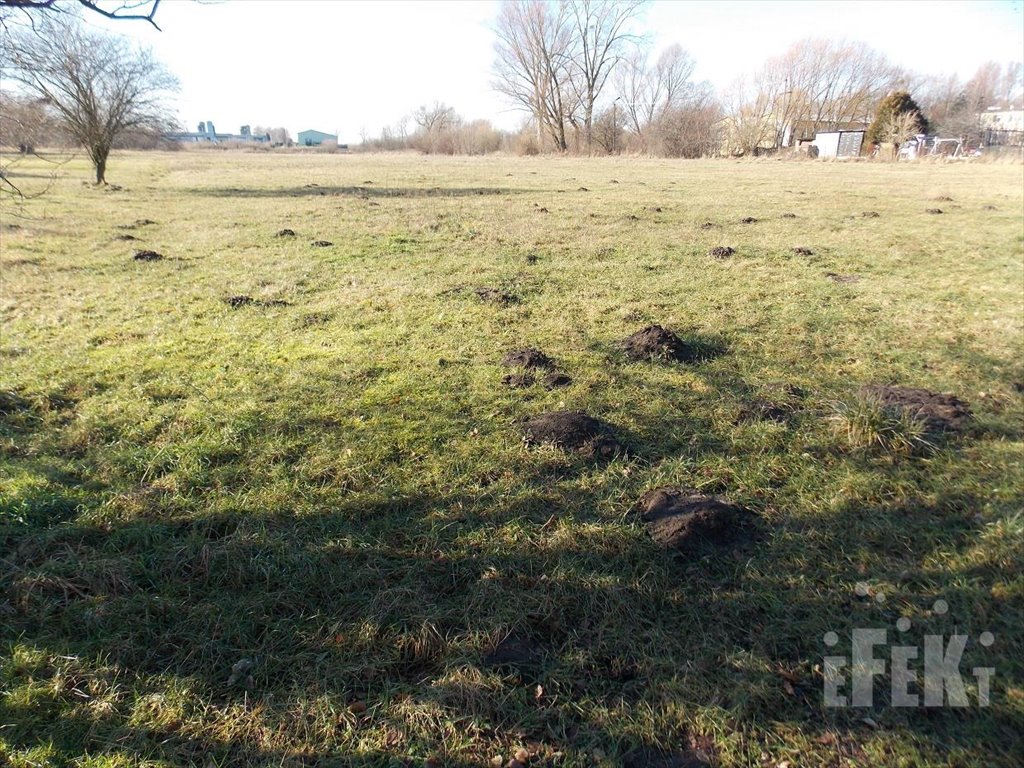 Działka rolna na sprzedaż Kamion  11 500m2 Foto 4