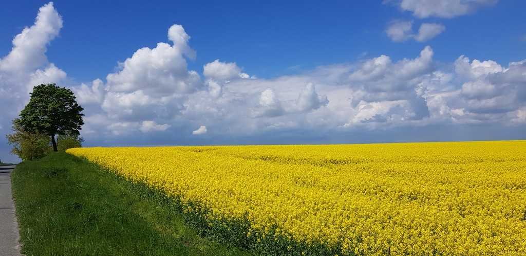 Na sprzedaż działka 4403 m² z mediami i planem mieszkaniowym Nowa Ruda  4 403m2 Foto 1