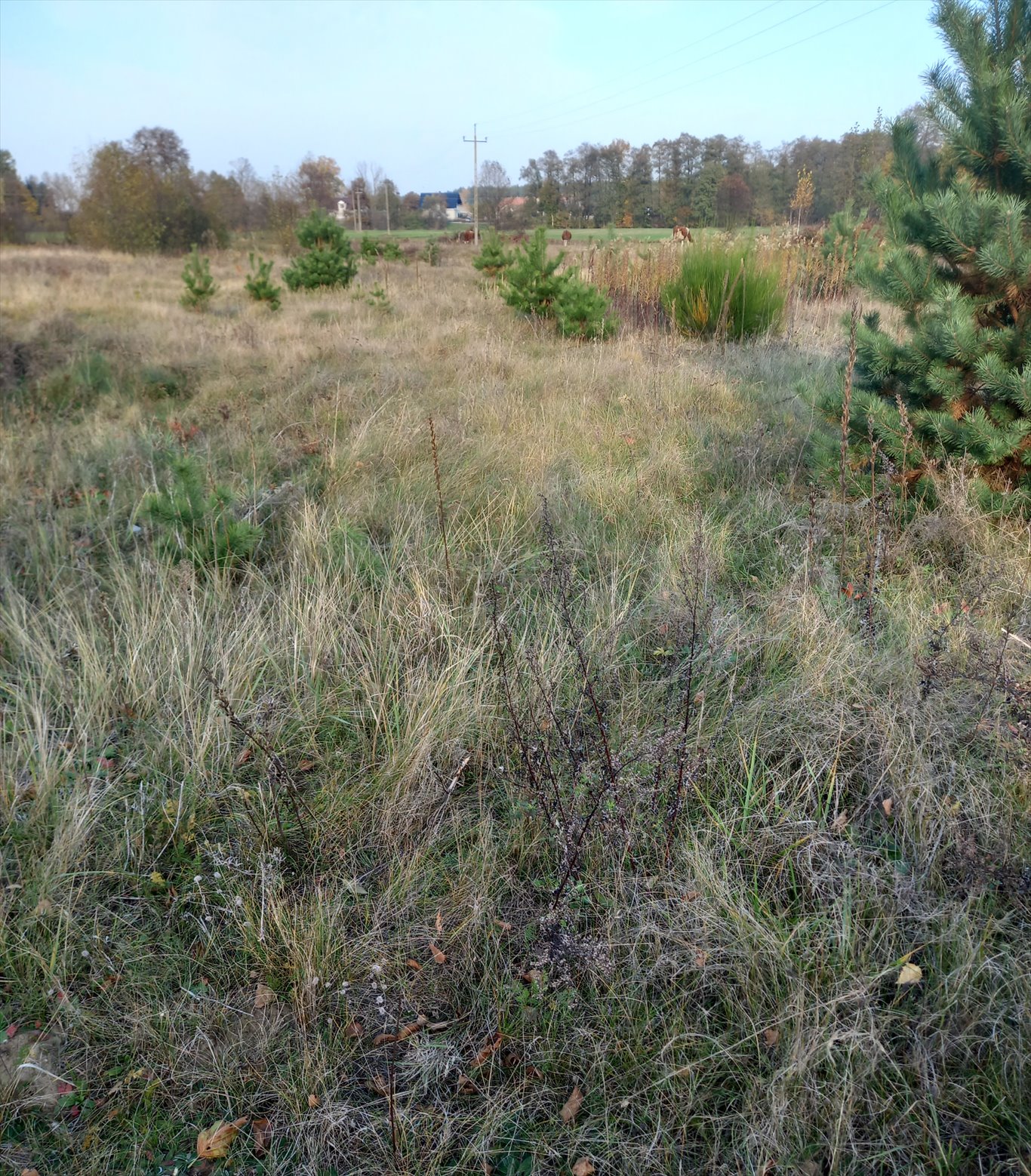 Działka rekreacyjna na sprzedaż Zatory, burlaki, polna  1 000m2 Foto 3