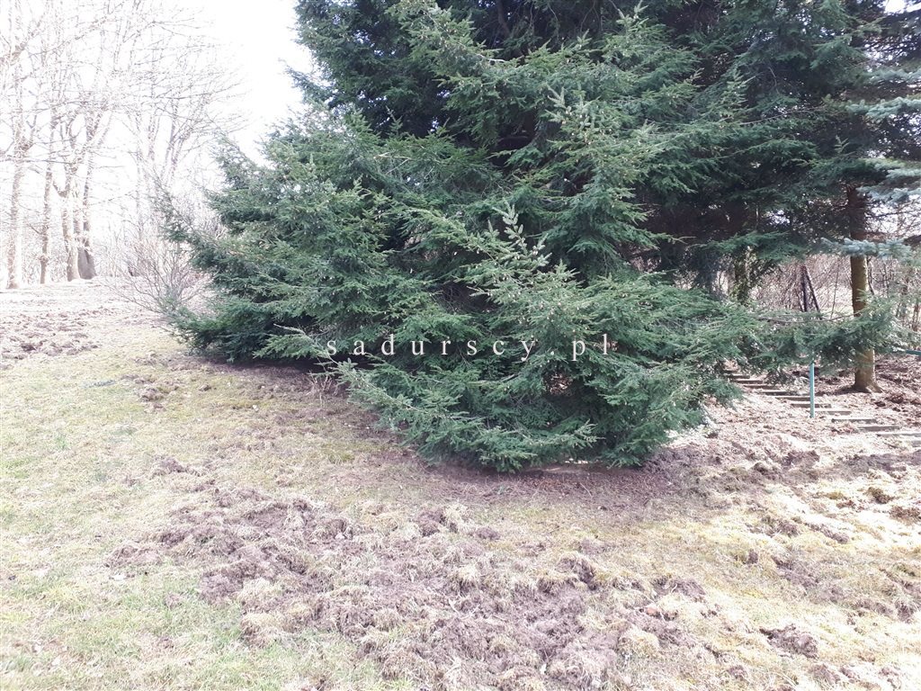 Działka budowlana na sprzedaż Kraków, Krowodrza, Wola Justowska, Orla 5 766m2 Foto 1 Działka budowlana na sprzedaż Kraków, Krowodrza, Wola Justowska, Orla 5 766m2 Foto 1