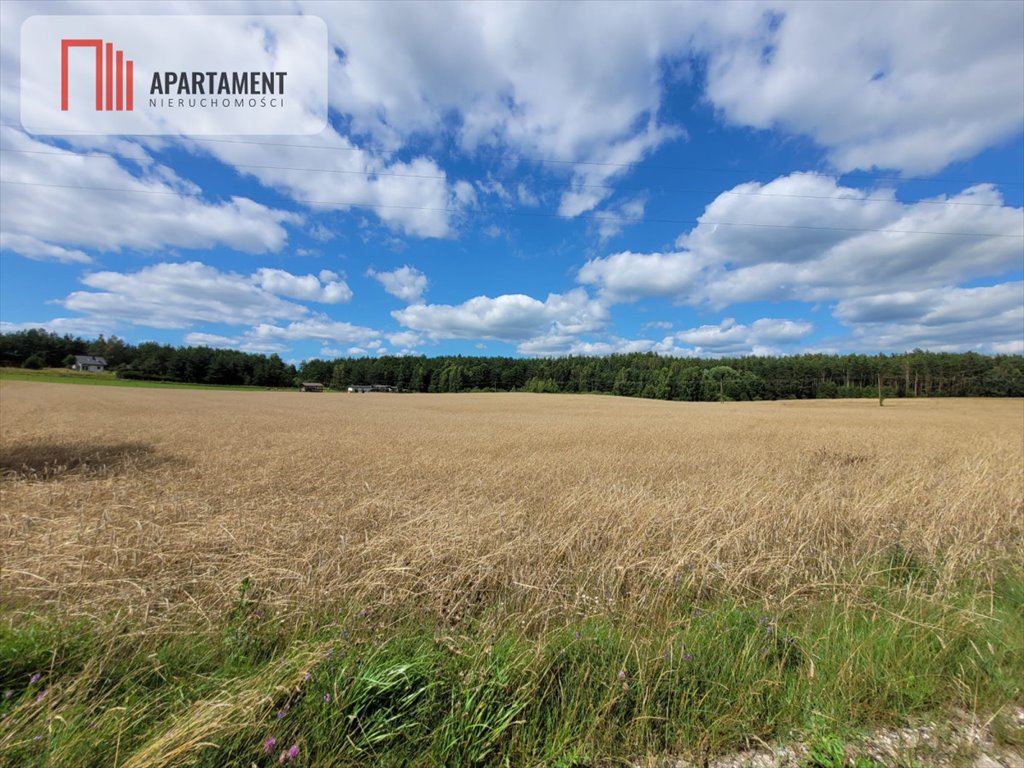 Działka gospodarstwo rolne na sprzedaż Skorzewo  3 000m2 Foto 5