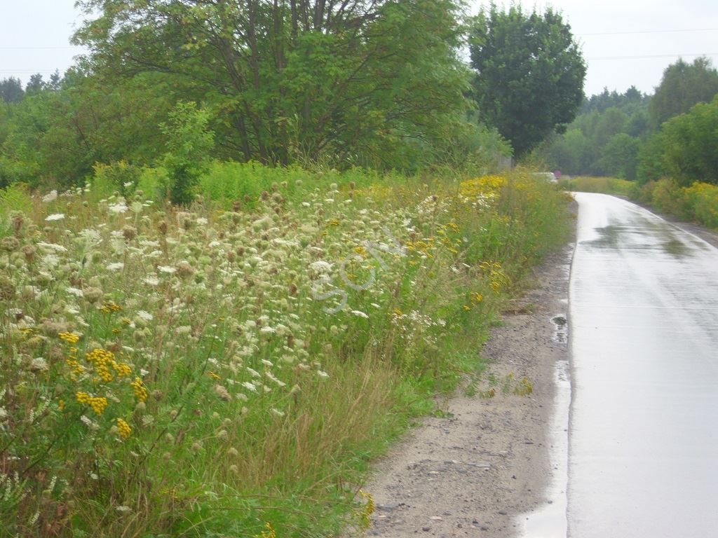 Działka budowlana na sprzedaż Zakręt  3 346m2 Foto 1