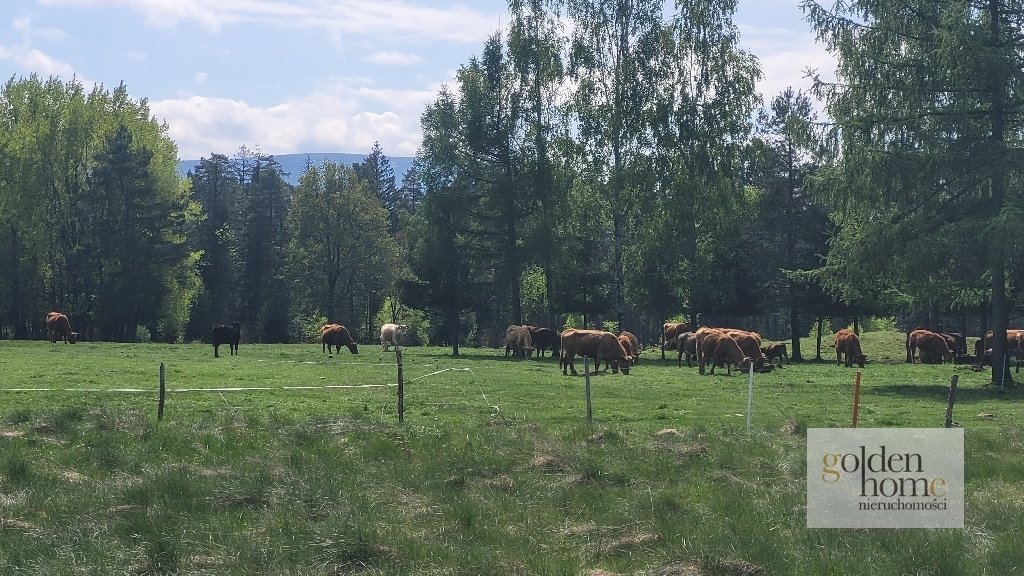 Działka budowlana na sprzedaż Leśna, Świecie  950m2 Foto 4