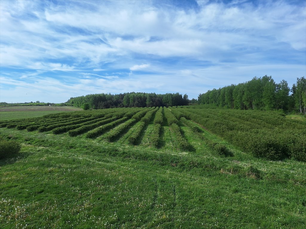 Działka rolna na sprzedaż Kowiesy, Pękoszew, Pękoszew  29 500m2 Foto 5