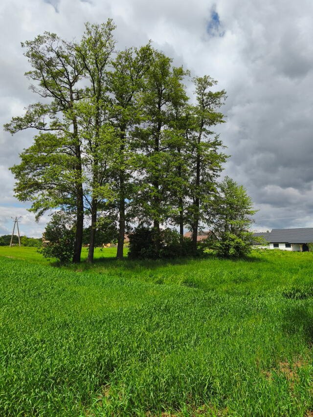 Działka budowlano-rolna 24,93 arów z dostępem do drogi Dziekaństwo, Rzeczna  2 493m2 Foto 1