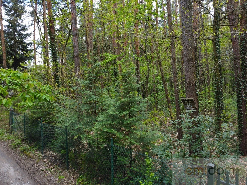 Działka leśna na sprzedaż Siestrzeń  3 000m2 Foto 6