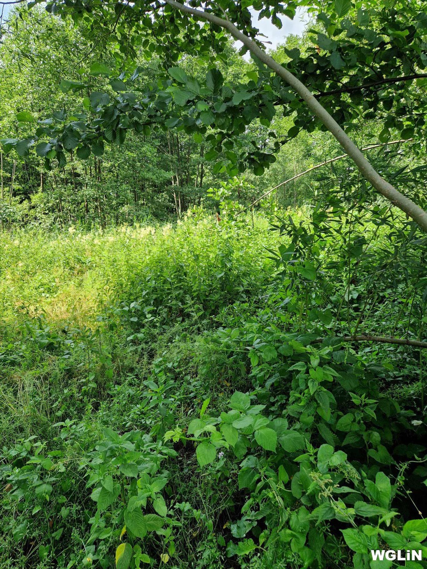 Działka budowlana na sprzedaż Jurki, Jurki  20 900m2 Foto 3