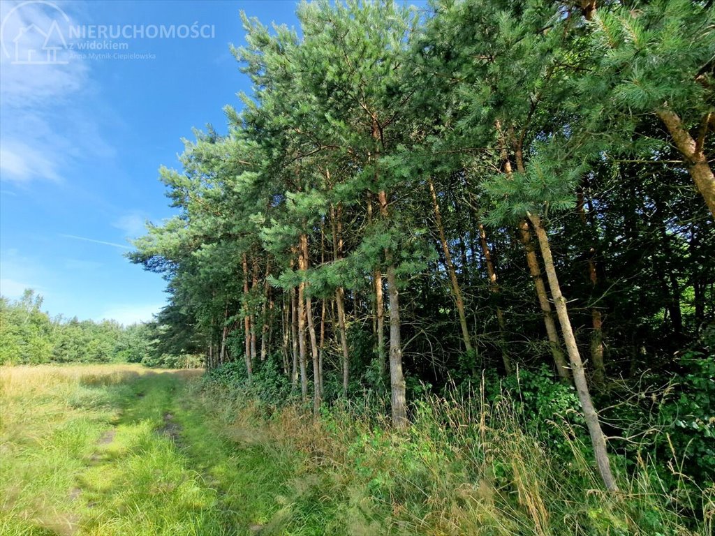 Działka rolna na sprzedaż Zaborów  5 300m2 Foto 3