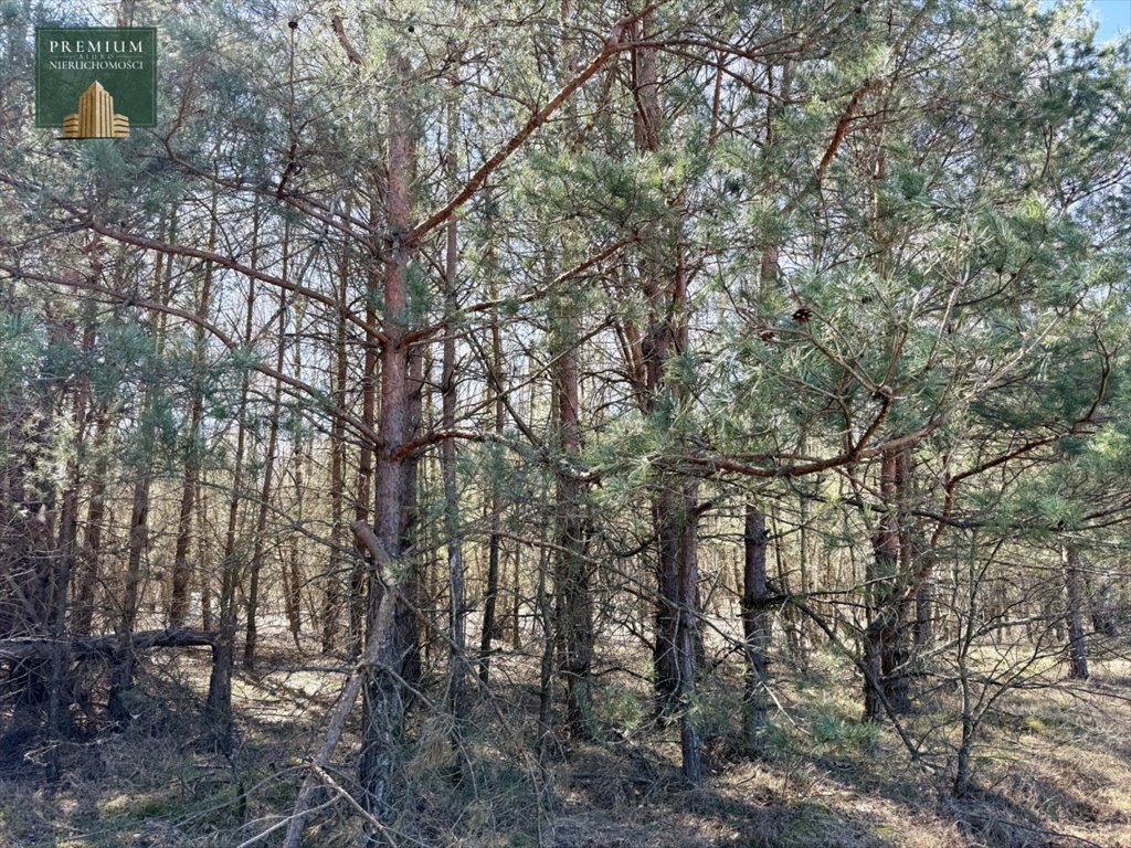 Zapraszam do zakupu działki leśnej 6100 m² w Werpolu Werpol  6 100m2 Foto 1