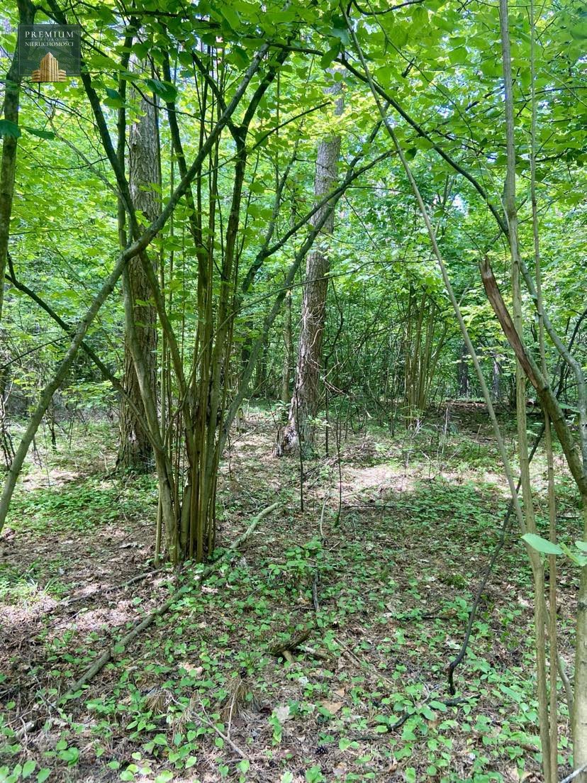 Działka leśna 3400 m² w Orli – las sosna i brzoza Orla  3 400m2 Foto 1