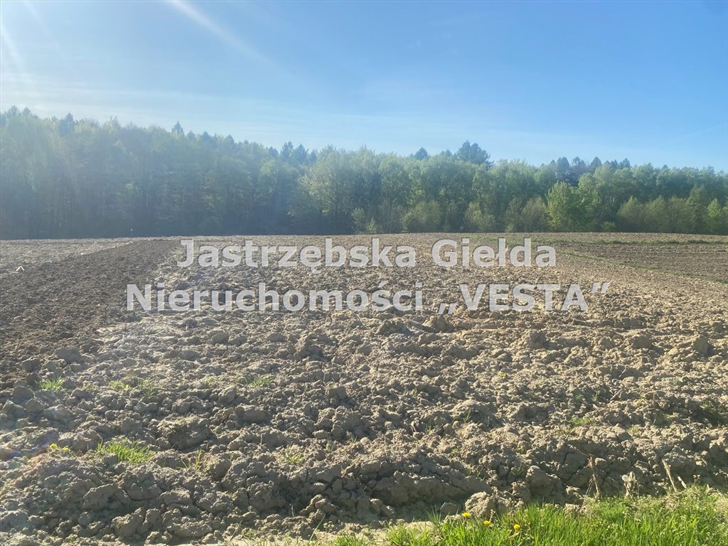 Działka rolna na sprzedaż Jastrzębie-Zdrój, Ruptawa  6 667m2 Foto 2