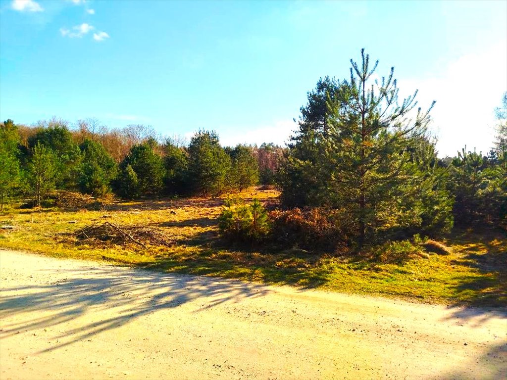 Działka budowlana 1241 m² z lasem i mediami w Łośnie Łośno  1 241m2 Foto 1