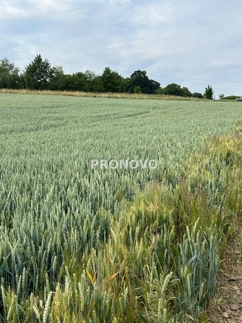 Działka budowlana na sprzedaż Borkowice, Borkowice  3 000m2 Foto 5