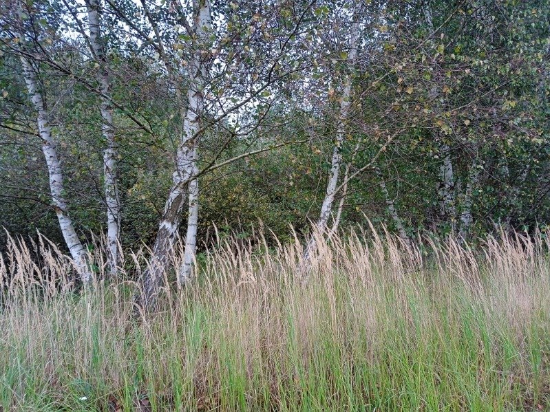 Działka rolna na sprzedaż Szadzko  25 300m2 Foto 3