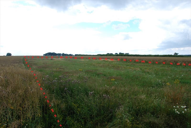 Działka budowlana na sprzedaż Głobino, Głobino 2 500m2 Foto 1 Działka budowlana na sprzedaż Głobino, Głobino 2 500m2 Foto 1