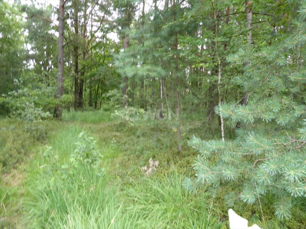 Działka leśna na sprzedaż Pieńki Szczepockie, Pieńki Szczepockie  9 100m2 Foto 5