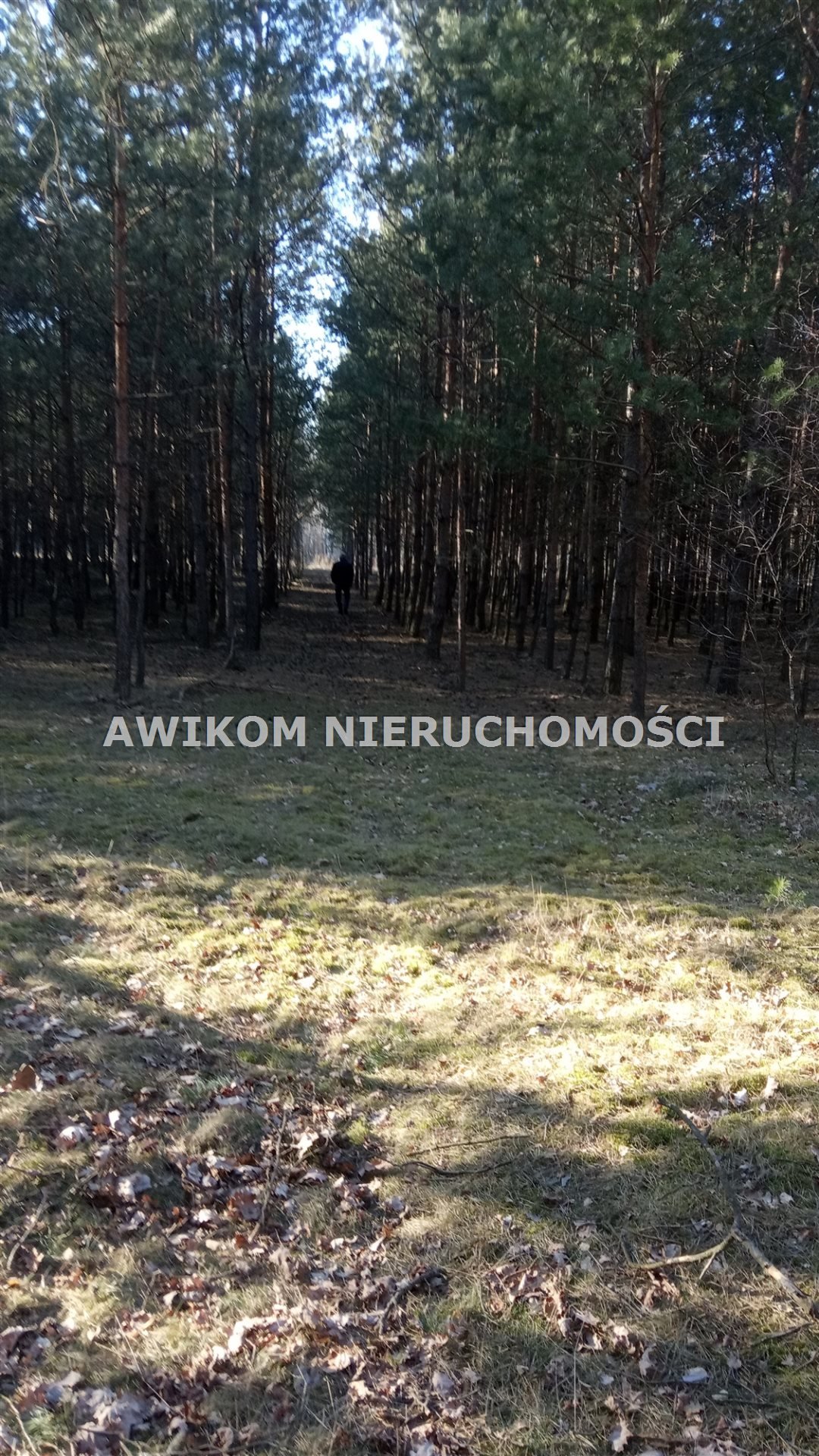 Działka leśna na sprzedaż Skierniewice, Borowiny  9 813m2 Foto 3