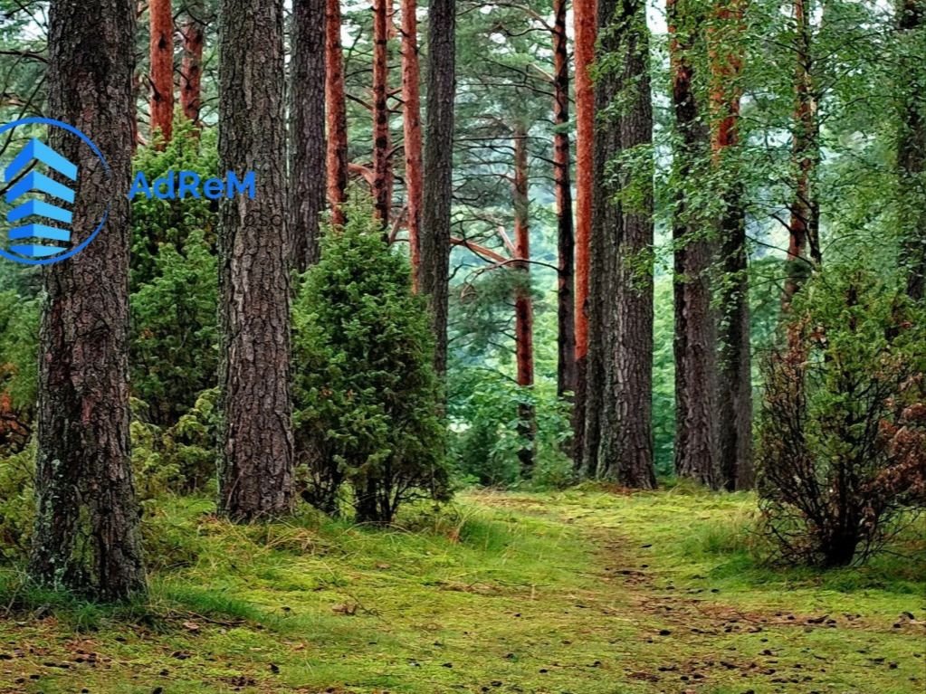 Działka leśna na sprzedaż Białystok, Starosielce  4 900m2 Foto 1