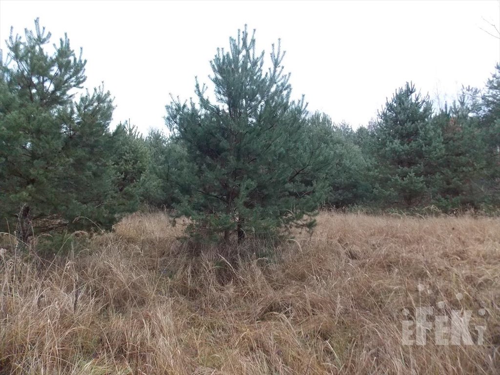 Działka budowlana na sprzedaż Biała Rawska  1 259m2 Foto 4