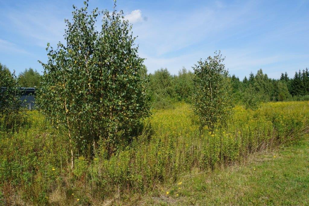 Działka budowlana na sprzedaż Michałów, Gościniec  4 000m2 Foto 2