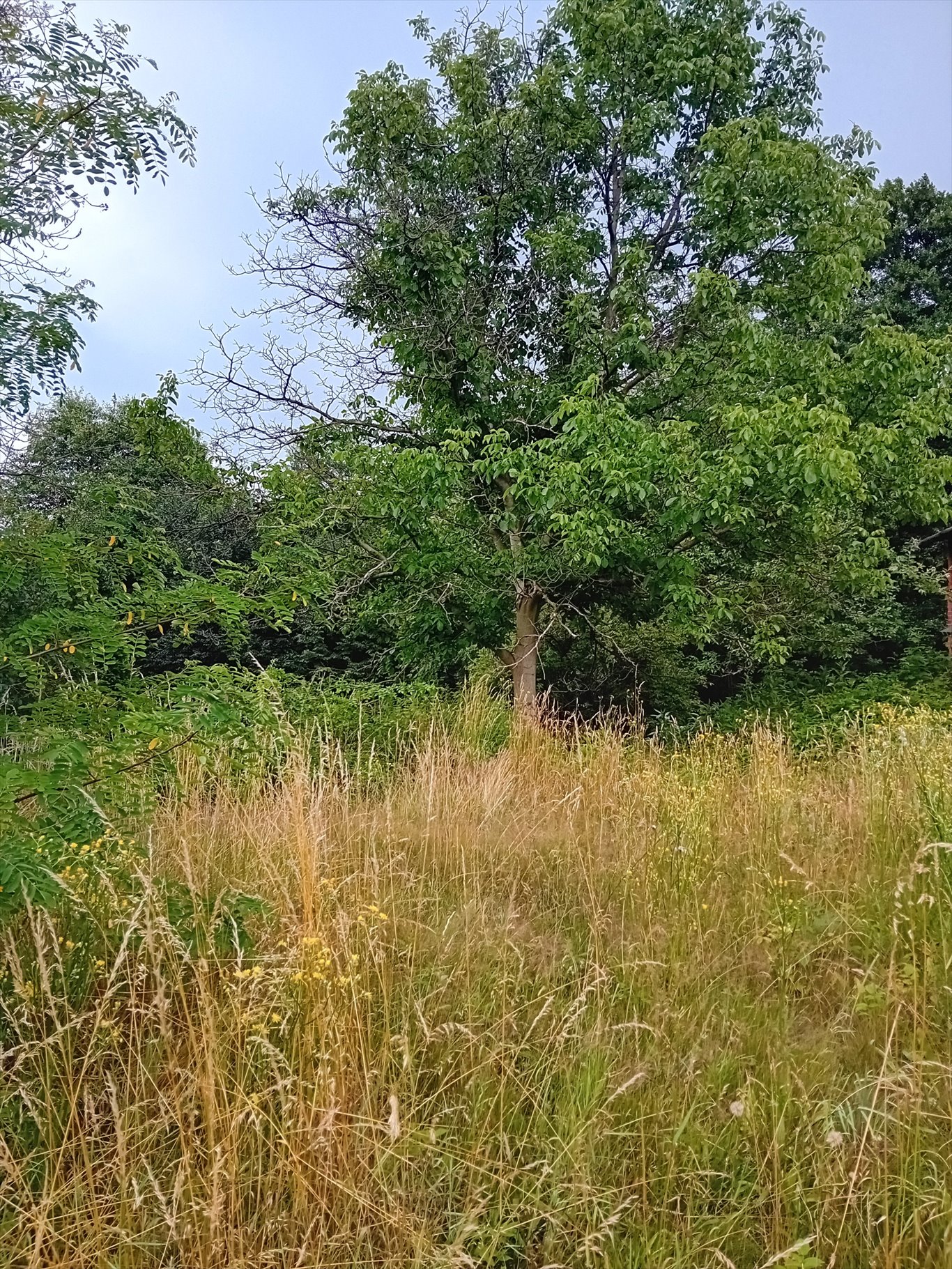 Działka budowlana na sprzedaż Łany Wielkie, Wiejska  4 290m2 Foto 2