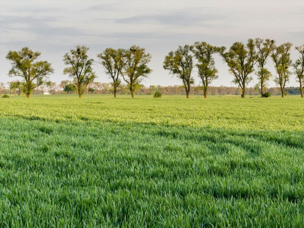 Działka gospodarstwo rolne na sprzedaż Henrykowo  42 400m2 Foto 3