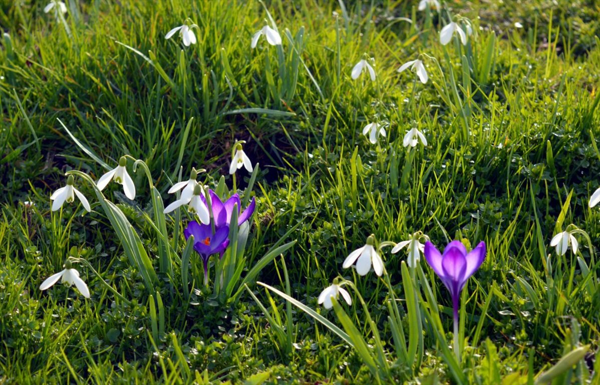 Działka budowlana na sprzedaż Kowalowce  1 000m2 Foto 2