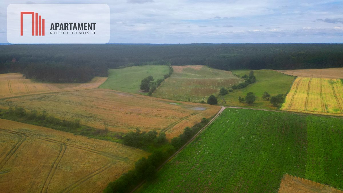 Działka leśna na sprzedaż Opalenie  3 174m2 Foto 2