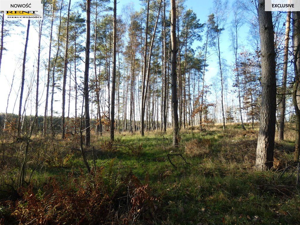 Działka rekreacyjna na sprzedaż Chociwel  3 084m2 Foto 19