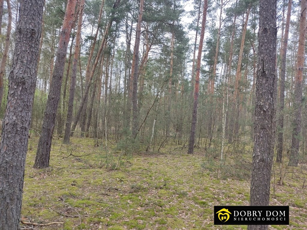Działka leśna na sprzedaż Hryniewicze Duże  9 570m2 Foto 1